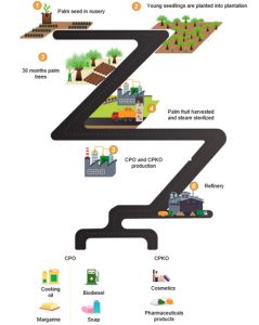 How palm oil is made